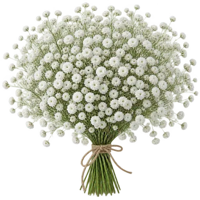 Baby's Breath Bouquet (Watercolor) Clipart — Free Transparent PNG | InfyPNG