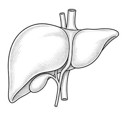 Cute Liver Cartoon Clipart — Free Transparent PNG | InfyPNG