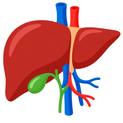 Cute Liver Cartoon Clipart — Free Transparent PNG | InfyPNG
